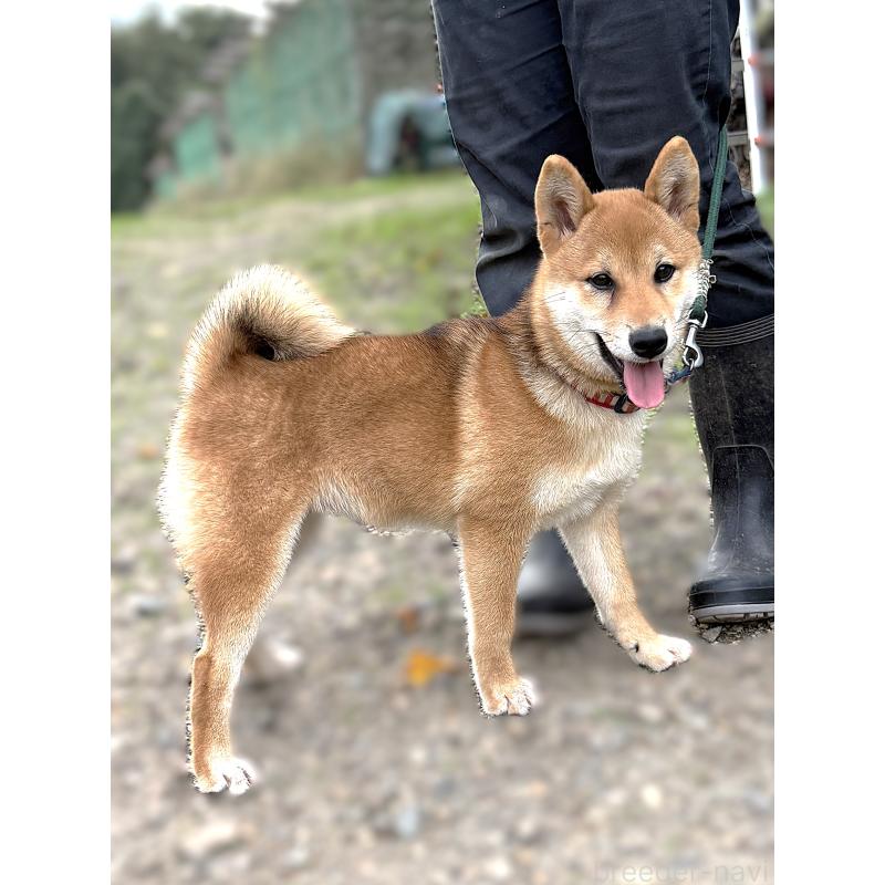 成約済の宮城県の柴犬-404336の5枚目